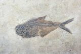 Large Diplomystus Fossil Fish - Frameable #13093-1